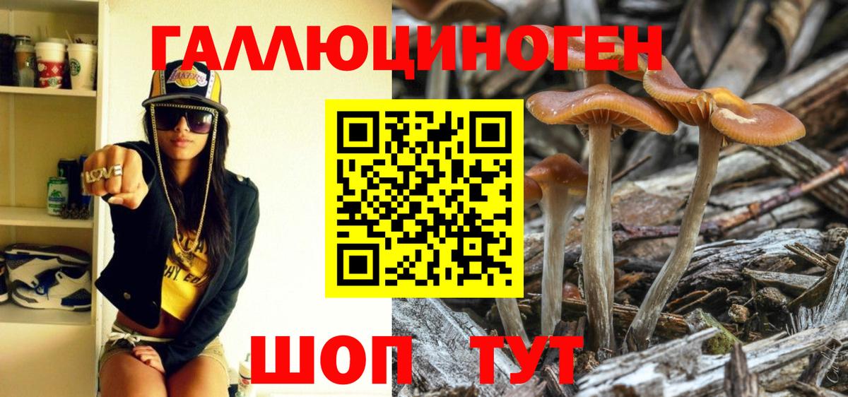 Галлюциногенные грибы Psilocybine cubensis Курчалой